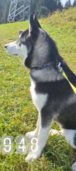 Darujem Sibírsky Husky - 3