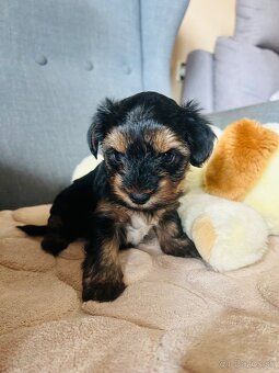 Yorkshire Terrier - 3