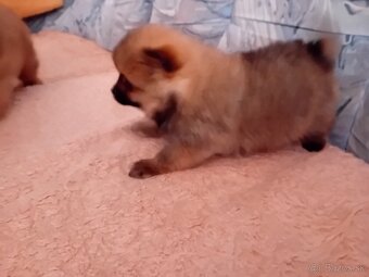 Oranžový špic-pomeranian - 3