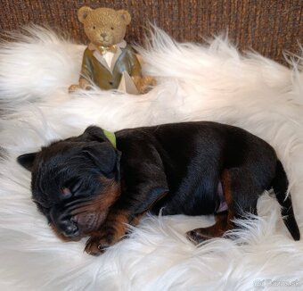 Gordon seter šteniatka s PP na predaj - 3