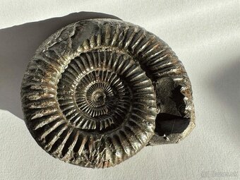 Predám peknú originálnu fosíliu amonita z obdobia jury - 3