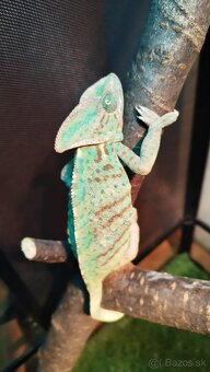 Chameleon jemensky – par - 3