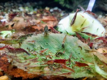 Rastliny a Krevetky - 3