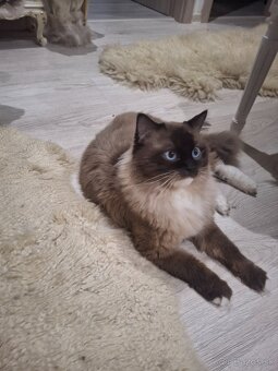 Ragdoll - 3