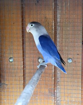 Agapornis fischery - 3