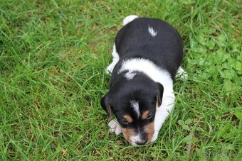 Jack Russell Teriér šteniatka - 3