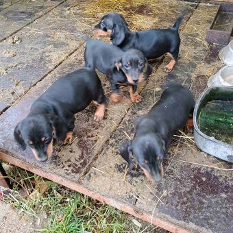 Krátkosrstý jazvečík - 3