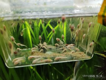 Albín prisavník - 3