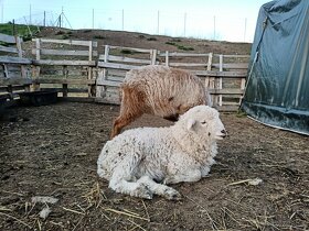 Jahnicky krizence Waliserskej ovce - 3