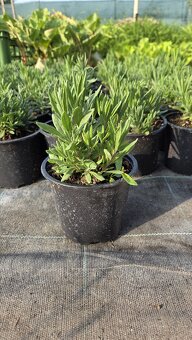Lavandula - 4 druhy - 3