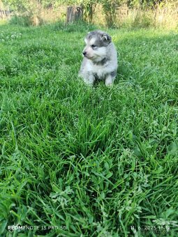 Sibírsky husky šteniatko - 3