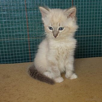 Ponukam maciatko ragdoll - 3