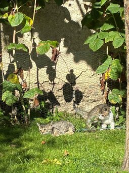 Darujem mačiatka - 3