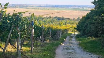 Registrovaný, obrábaný vinič 14,7 áru - 3