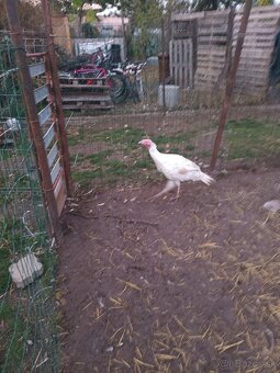 Predám Morku bronzovú - 3