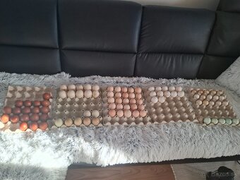 Nv cistokrvnych plemien. - 3