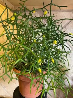 Hattiora cylindrica - 3