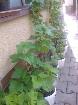 Ríbezle ,egreš, josty, goji, - 3