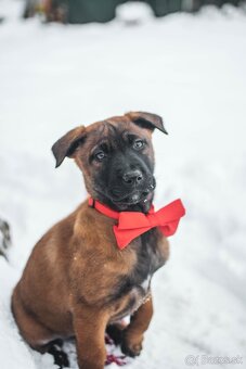 Belgický ovčiak šteniatka s PP - 3