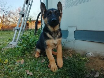 Nemecký ovčiak - 3