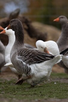 Predalm ruanské kačky, káčerov a husi - 3