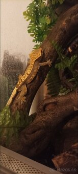 Pagekon riasnatý - 3