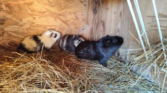 Morské prasiatko. Morča - 3