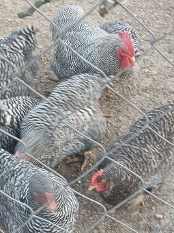 Predám nasadove vajcia Amrox - 3