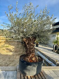 Olivovník európsky (Olea europaea) - 3