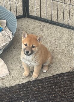 Shiba inu - 3