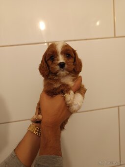 Cavapoo - 3