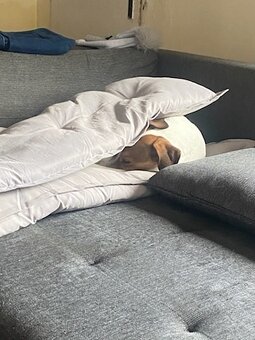 Beagel x Jack Russel teriér - 3