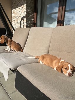 Beagle ,Bigl - 3