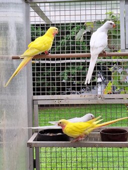 Papagáj alexandrin- princ - 3