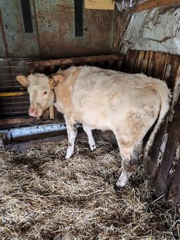 Predám jalovice - 3