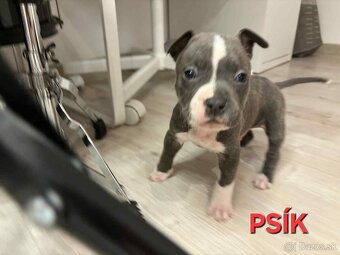 Predam amstaff/stafford - 3