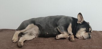 Francúzsky buldoček - 3