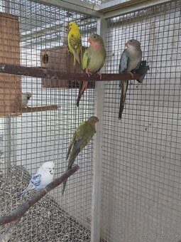 Predám rôzne druhy papagájov - 3