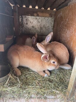 Šarišský obrovitý - 3