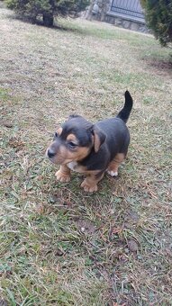 Jack russell terier - 3