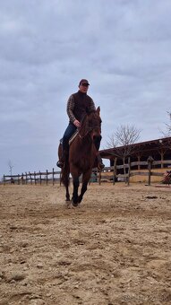 Quarter horse - 3