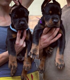 Doberman šteniatka s PP - 3
