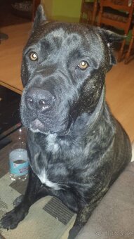 Bandog - 3