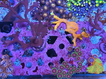 Montipora Digitata Purple - 3
