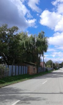 Výrub,pílenie,orezávanie stromou - 3