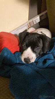 Americký stafordšírsky teriér - 3