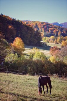 Pastvinové ustajnenie - 3