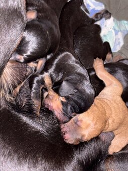 Tatranský durič x Slovenský kopov - 3