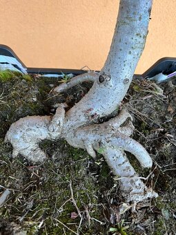 Bonsai 10 ročna Lipa - 3