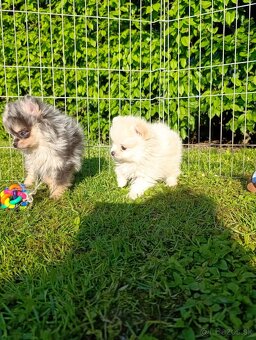Pomeranian pomerian - 3